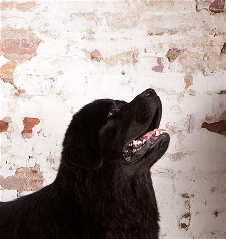 Newfoundlænder Dante - FOTO: Peder Pan, Grindsted billede 13