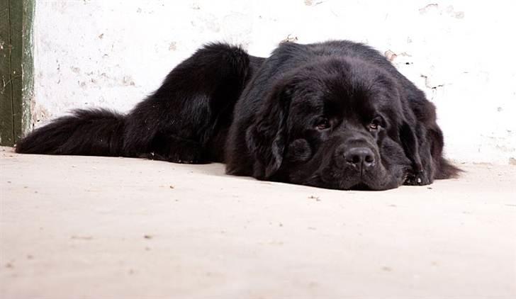 Newfoundlænder Dante - FOTO: Peder Pan, Grindsted billede 17