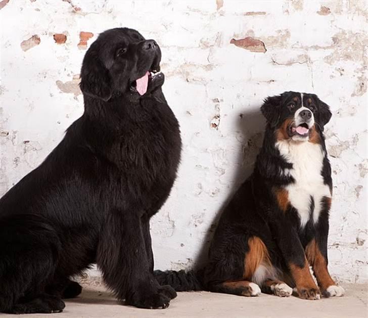 Newfoundlænder Dante - Sammen med lillesøster Iluna. FOTO: Peder Pan, Grindsted billede 20