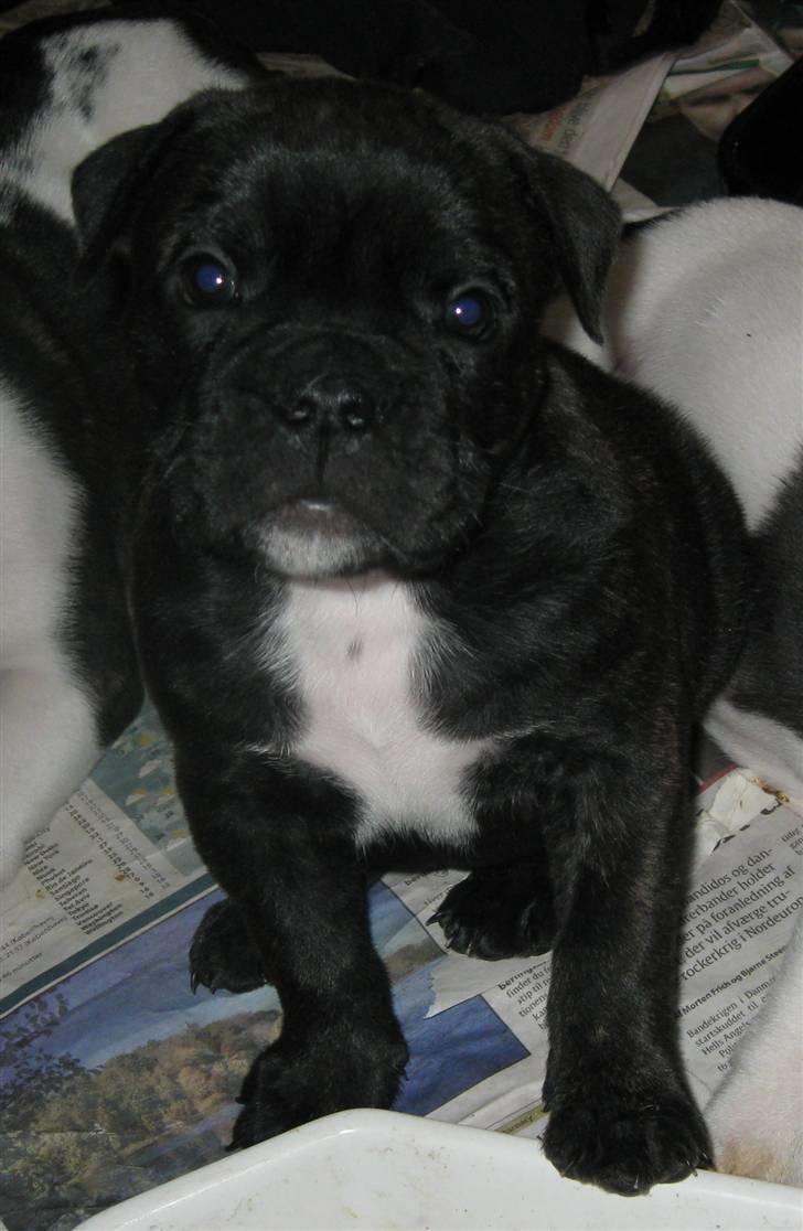 Olde english bulldogge (Romenis) Christa billede 17