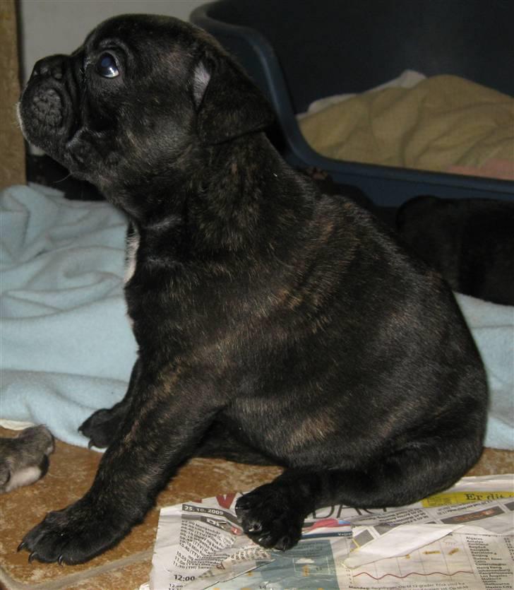 Olde english bulldogge (Romenis) Christa billede 18