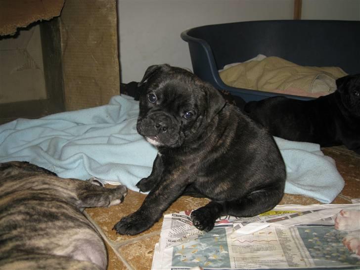 Olde english bulldogge (Romenis) Christa billede 19