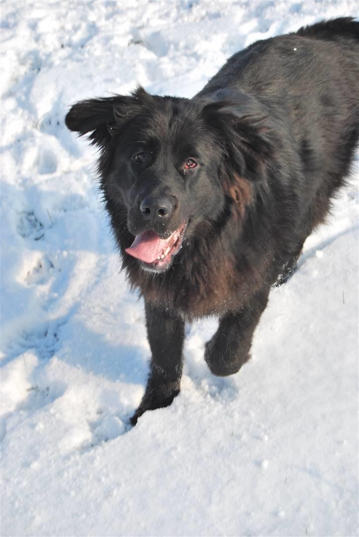 Blanding af racer Xander - Elskede elskede søde dejlige Xander..!!! <3 <3 <3 billede 18