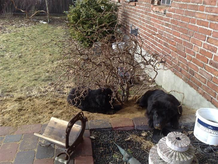 Blanding af racer Xander billede 19