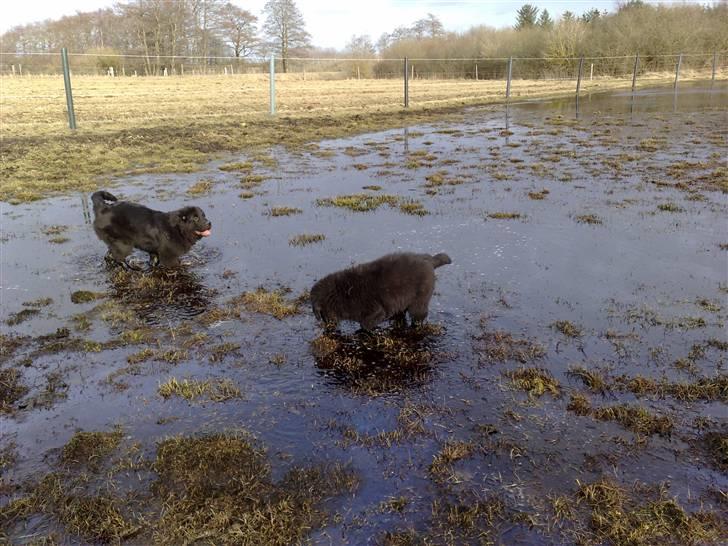 Blanding af racer Xander billede 20