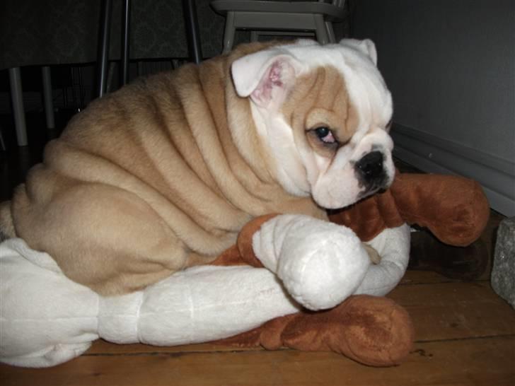 Engelsk bulldog Molly - Molly med hendes yndlingsbamse Orla billede 1