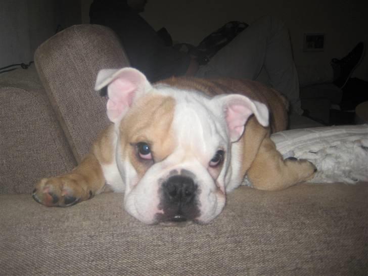 Engelsk bulldog Molly billede 2