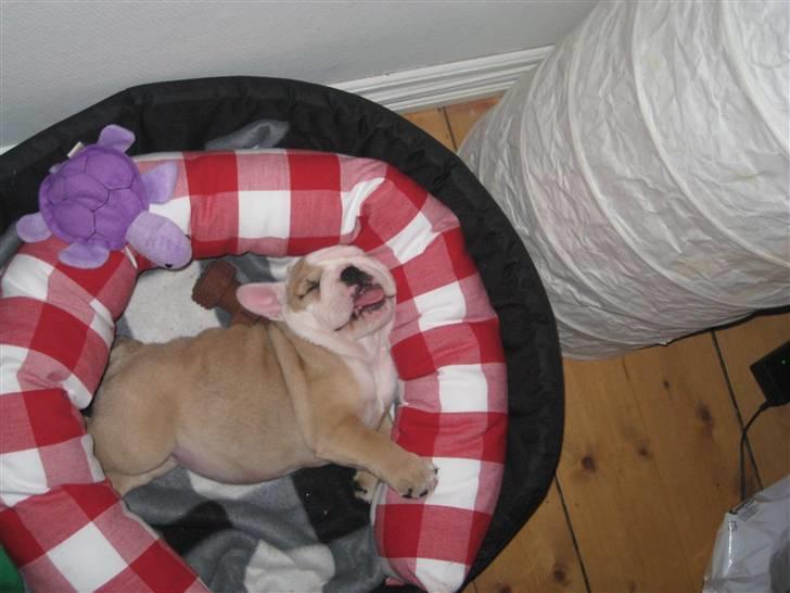 Engelsk bulldog Molly billede 3