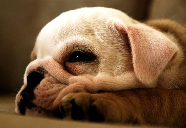 Engelsk bulldog Molly billede 4