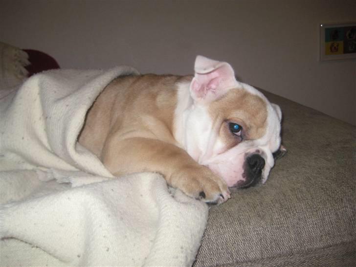 Engelsk bulldog Molly - En lille lur på sofaen billede 5