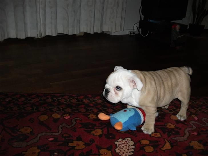 Engelsk bulldog Molly billede 6