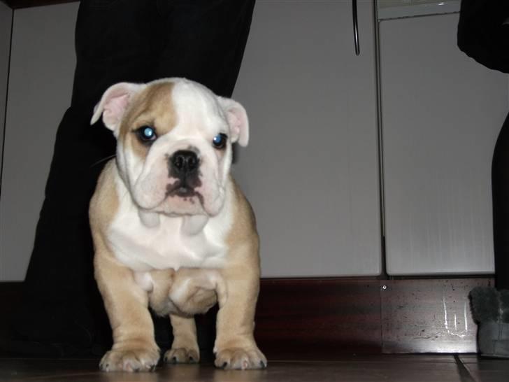 Engelsk bulldog Molly billede 7