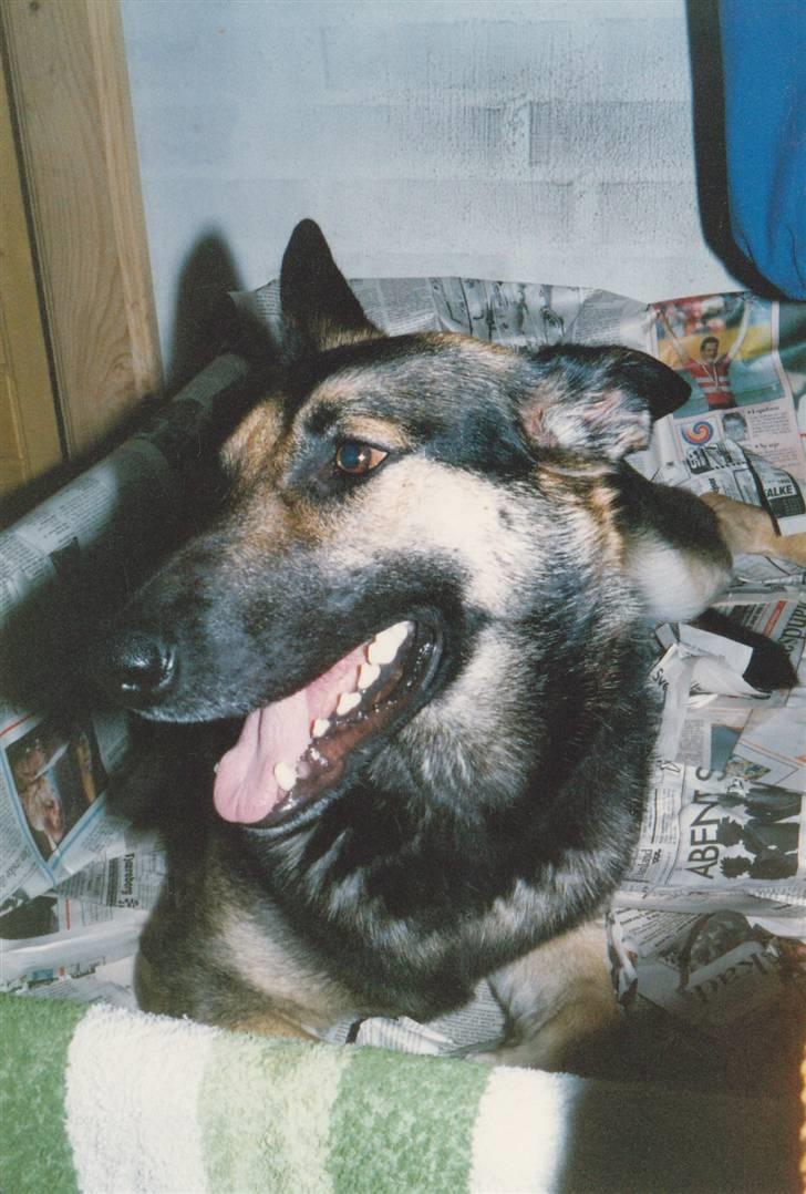 Schæferhund Kiki <3 <3 R.I.P. - Veerne begyndte om aftenen billede 15