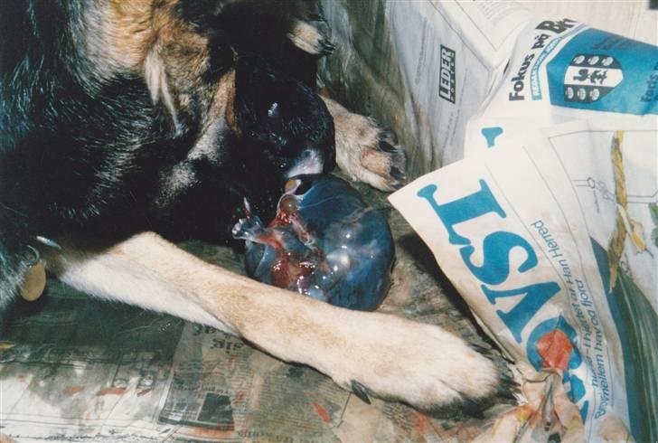 Schæferhund Kiki <3 <3 R.I.P. billede 16