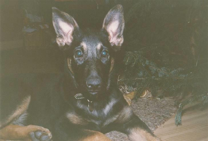 Schæferhund Kiki <3 <3 R.I.P. - Kiki som hvalp:) billede 17