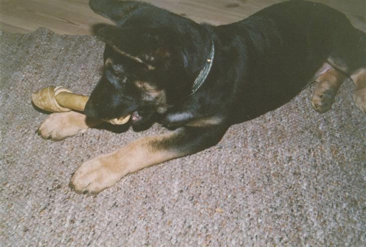 Schæferhund Kiki <3 <3 R.I.P. - Kiki som hvalp - spiser knudeben:) billede 18
