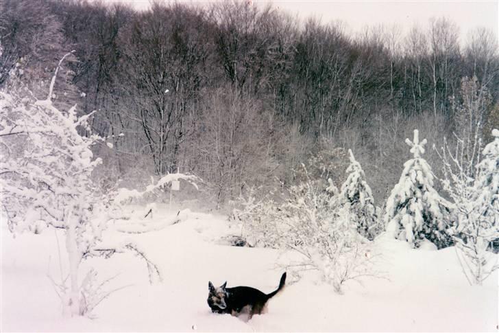 Schæferhund Kiki <3 <3 R.I.P. - Parring med Hanni... billede 19