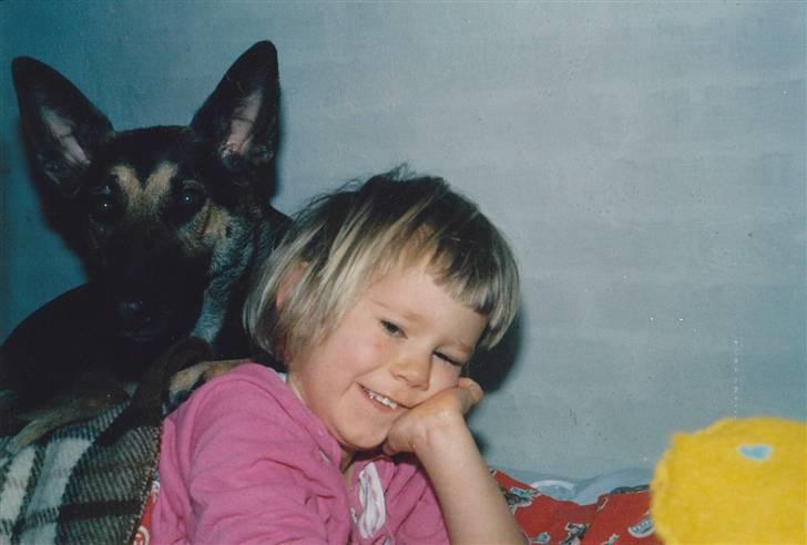 Schæferhund Kiki <3 <3 R.I.P. - Stor hvalp - kigger lige lidt med i baggrunden og venter på at putte-sove billede 20