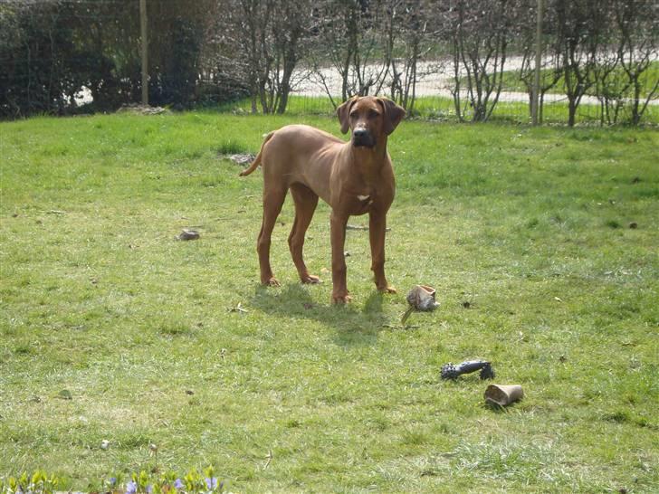 Rhodesian ridgeback Leo billede 6