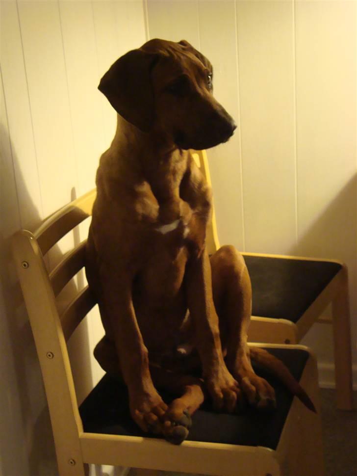 Rhodesian ridgeback Leo billede 7