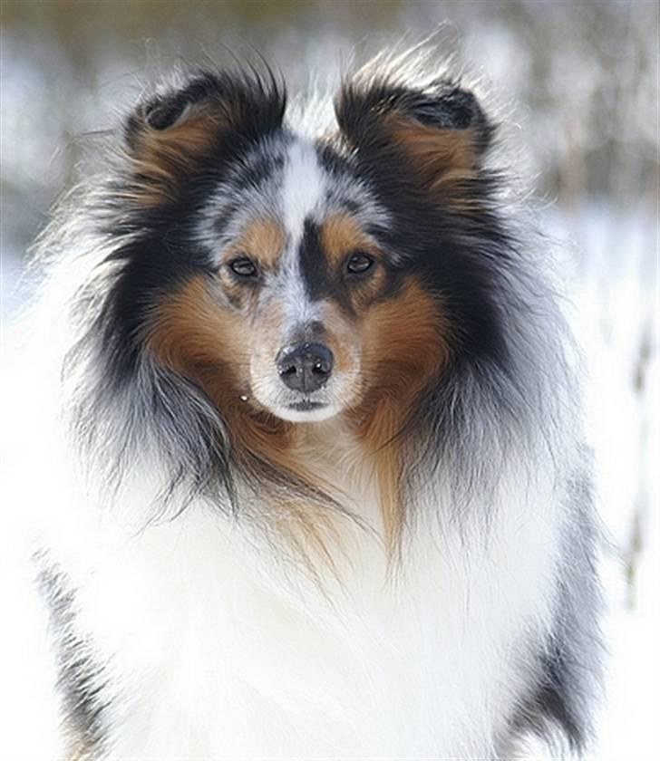 Shetland sheepdog Sofus billede 15