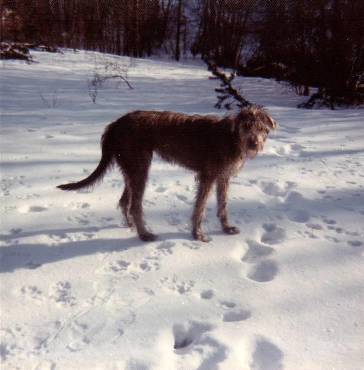 Irsk ulvehund Faxbos Cinderella R.I.P. billede 1