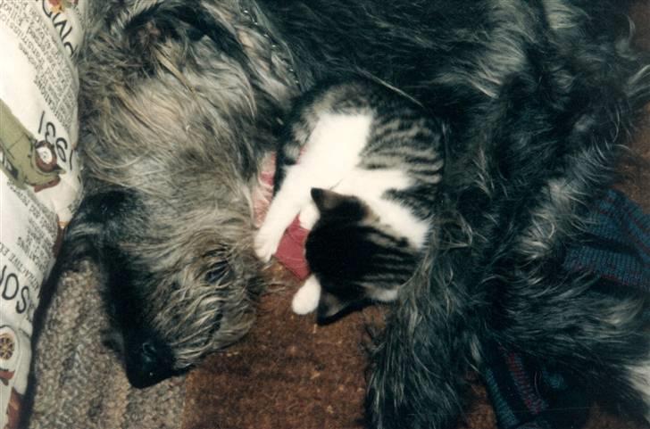 Irsk ulvehund Faxbos Cinderella R.I.P. billede 2