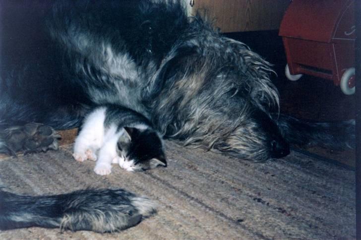 Irsk ulvehund Faxbos Cinderella R.I.P. billede 5