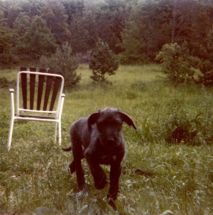 Irsk ulvehund Faxbos Cinderella R.I.P. - Hvalp - 1977 billede 6