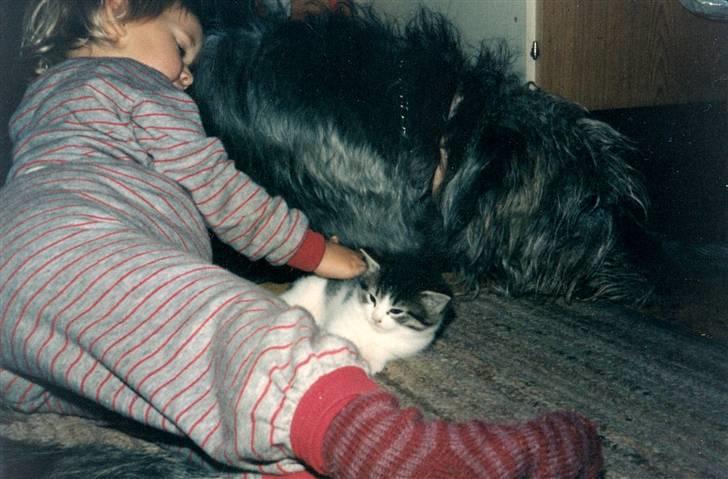 Irsk ulvehund Faxbos Cinderella R.I.P. - Hygge:) billede 7