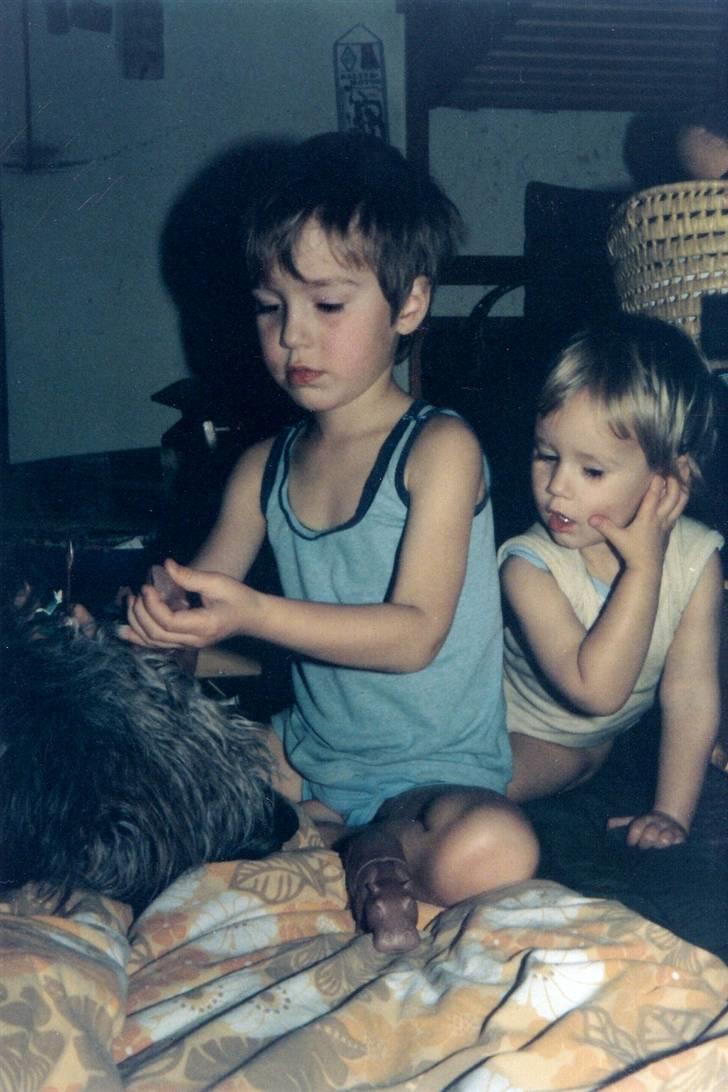 Irsk ulvehund Faxbos Cinderella R.I.P. billede 8