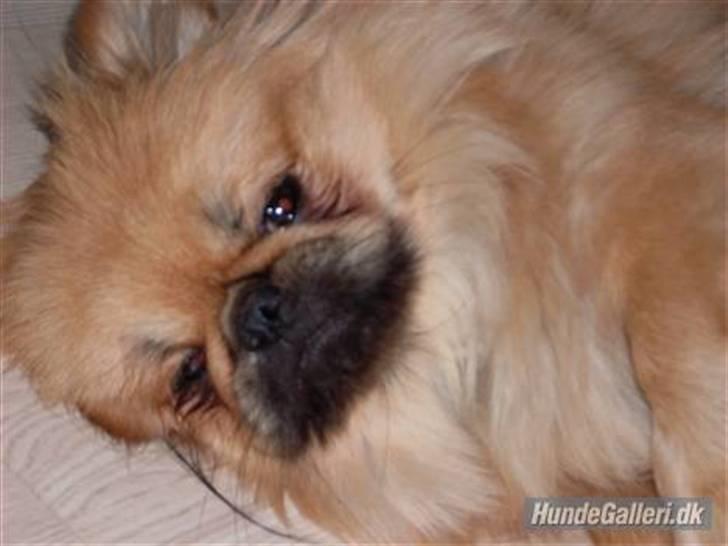 Pekingeser Twister - Twister sidder og nyder det dejlige vejr:) billede 20