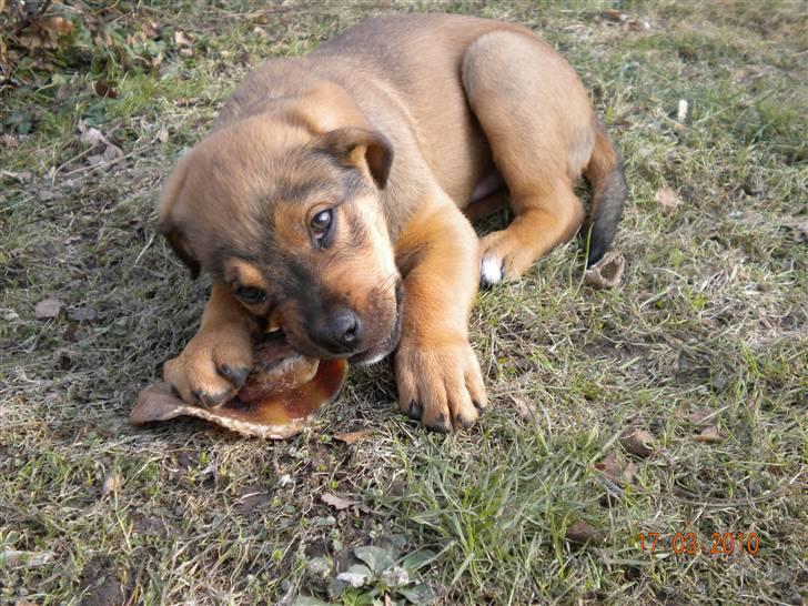 Blanding af racer Balo - Musm et dejligt grise øre billede 10