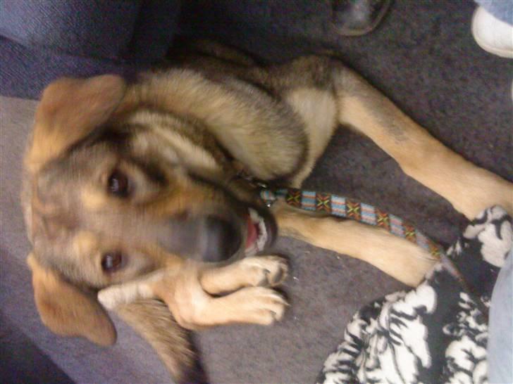 Blanding af racer Ziva - på vej hjem til os i toget . hun piver. det kan du ikke lide. billede 1