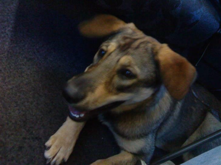 Blanding af racer Ziva - på vej hjem til os billede 2