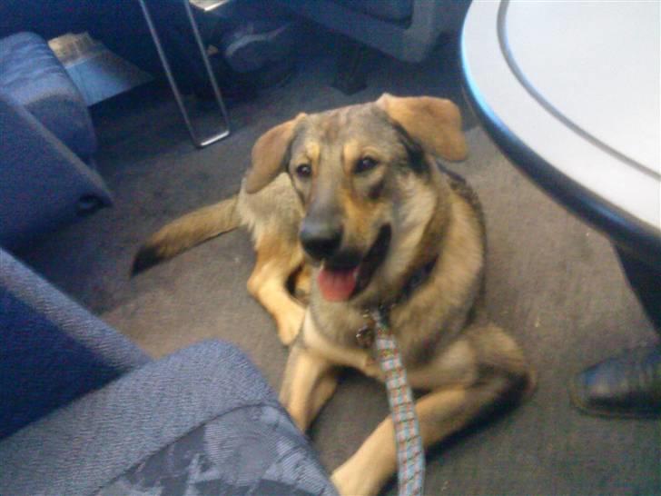 Blanding af racer Ziva - på vej hjem til os min kæreste hentede hende i esbjerg. billede 3