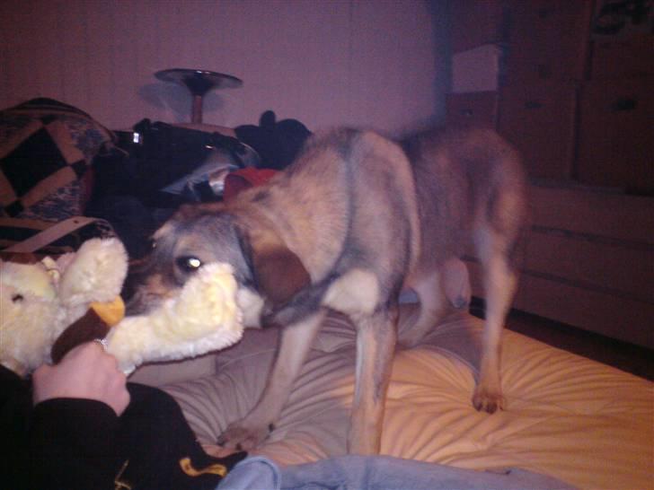 Blanding af racer Ziva - Ziva der leger i sofaen første dag .( hun må ikke være i sofaen mere) kun når vi sover så ser vi ikke noget :-) billede 4