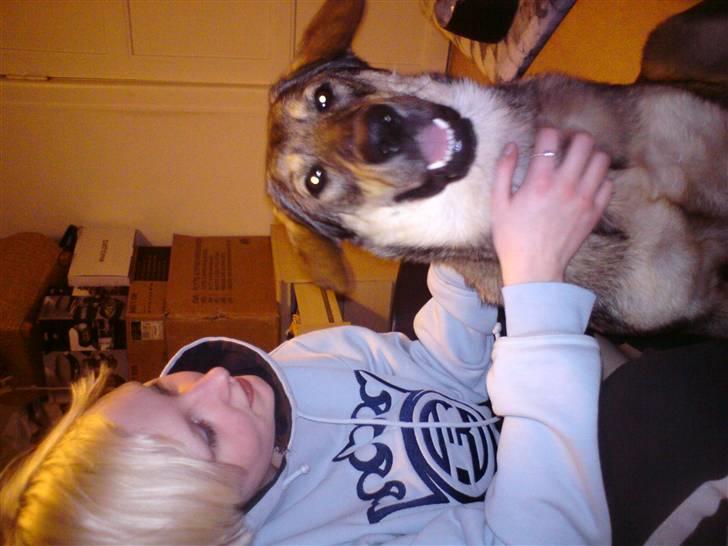 Blanding af racer Ziva - Mine to dejlige piger der sider og nusser . billede 5