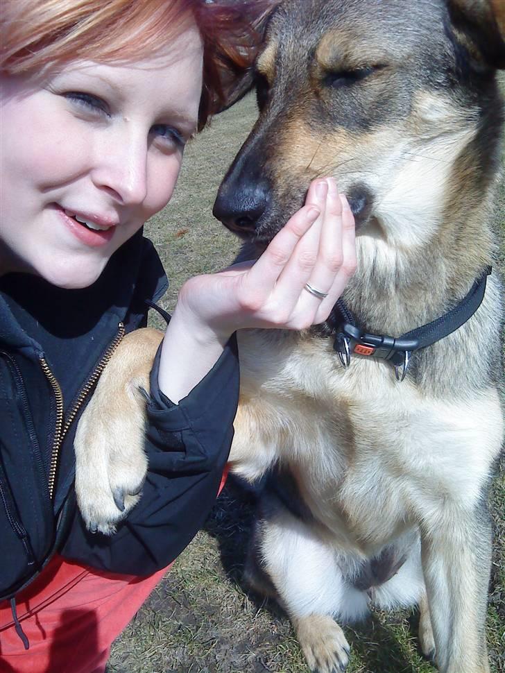 Blanding af racer Ziva - mine to piger på en lukket hunde plads. de leger og træner billede 6