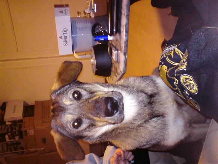 Blanding af racer Ziva - Ziva der tænker hvorfor sider du og lyser mig i hovedet med det der  billede 7