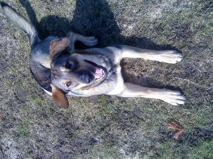 Blanding af racer Ziva - os på marken venter på godbid  billede 8