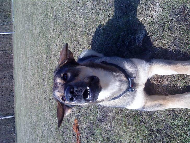 Blanding af racer Ziva - Ziva der gør og hopper op af mor billede 9