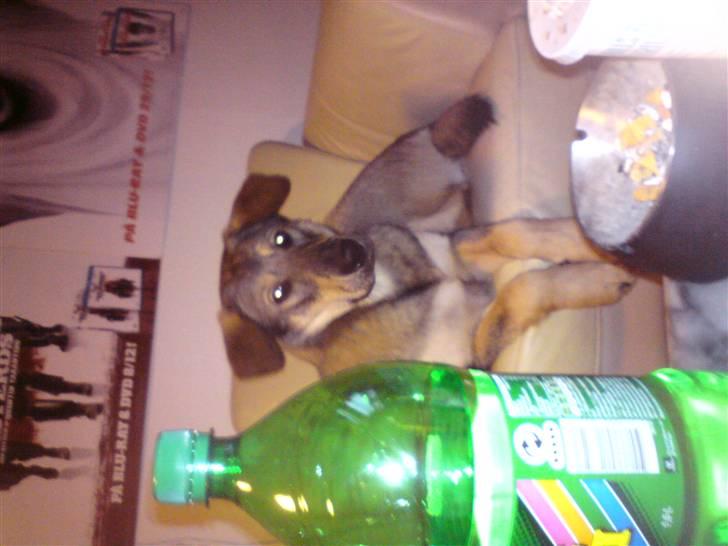 Blanding af racer Ziva - Ziva pigen der ligger i sin stol og stener på far billede 10