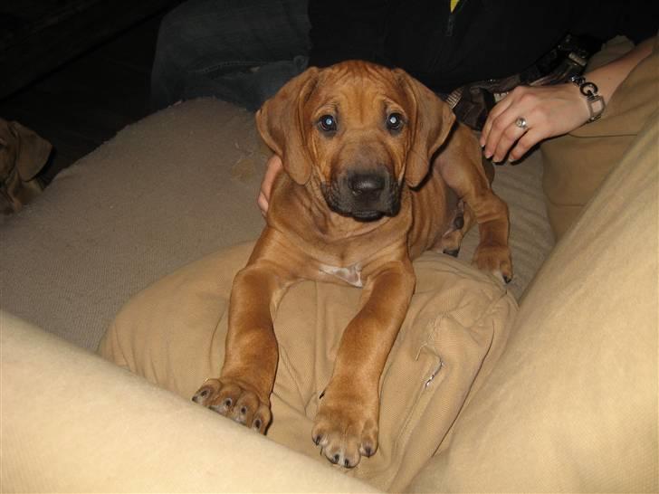 Rhodesian ridgeback Kato - Her ligger jeg og charmer Far, så han vil have mig med hjem billede 1