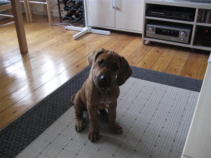 Rhodesian ridgeback Kato - "Er det her mit nye hjem?" billede 2