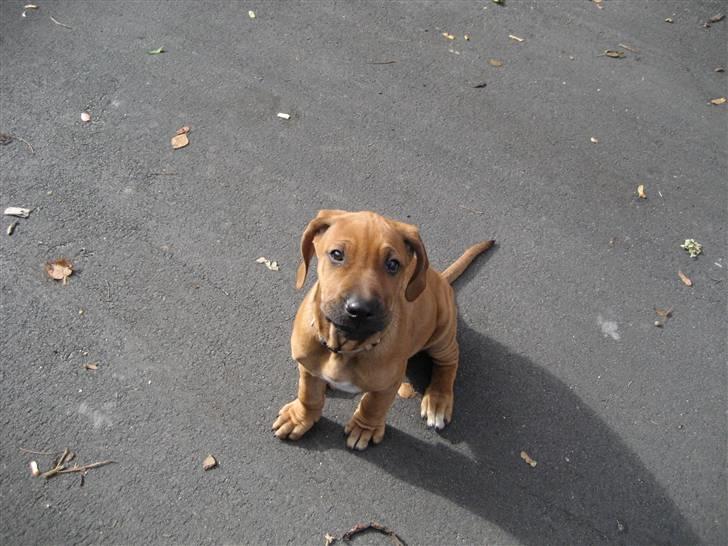 Rhodesian ridgeback Kato - "Passer du godt på mig Mor? Verden er godt nok stor...." billede 3