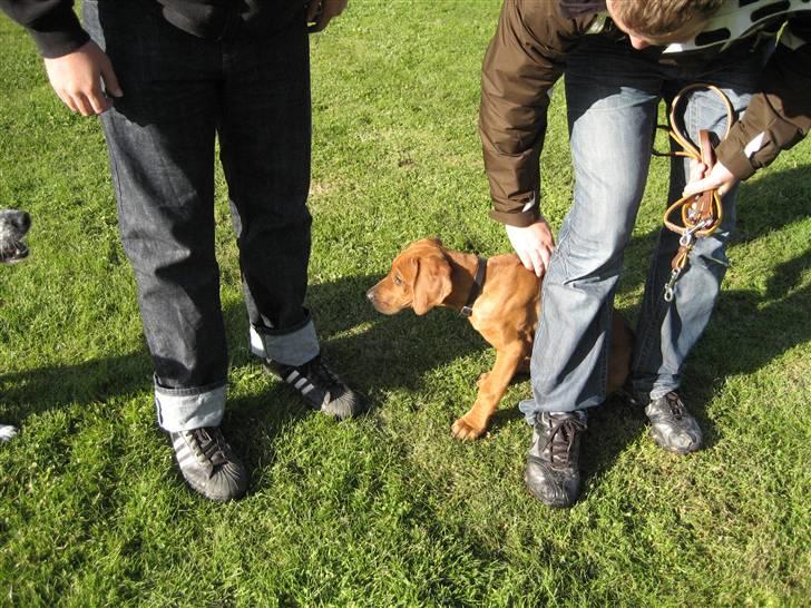 Rhodesian ridgeback Kato - Her er jeg ude og lege med 3 andre hunde - og de er lidt voldsomme, så jeg gemmer mig. billede 4