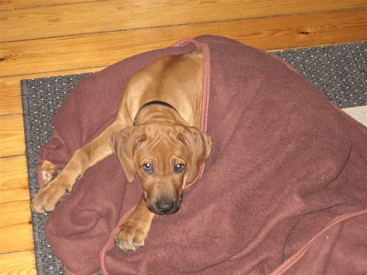 Rhodesian ridgeback Kato - "Mor, hvorfor skal du vække mig? Jeg er jo gået under tæppet" billede 5