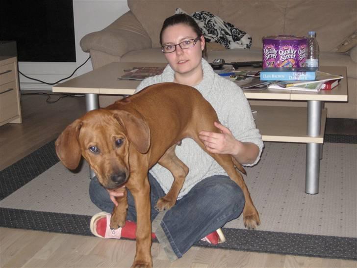 Rhodesian ridgeback Kato - Mors skød er bare den bedste siddeplads i verden billede 6