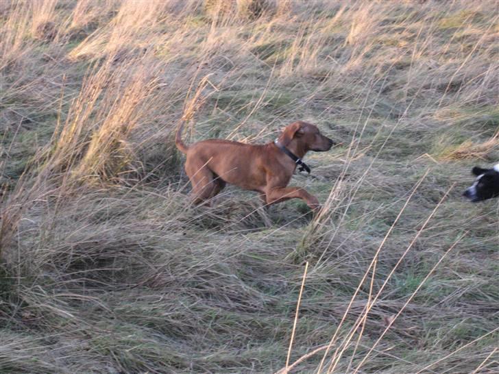 Rhodesian ridgeback Kato - Den bedste legeplads er ude på marken, hvor man kan løbe stærkt billede 8